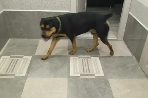 Найдена собака на Ярославском шоссе 16