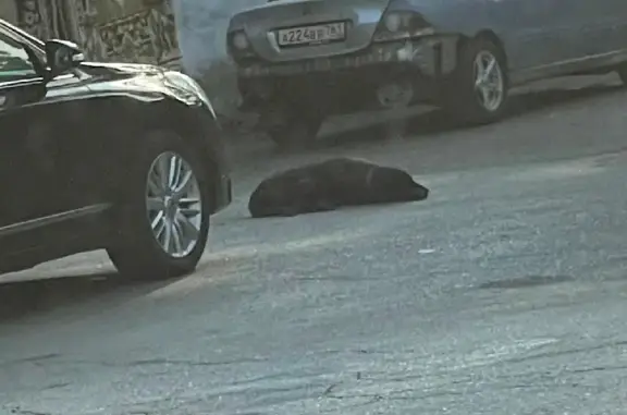 Найдена чёрная собака на 2-й Краснодарской