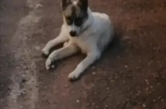 Пропала собака на улице Металлургов, Черногорск