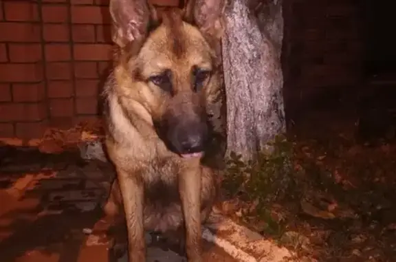Собака найдена на Российской, Краснодар