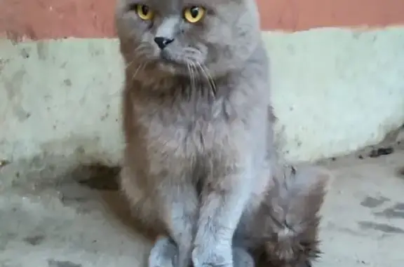 Кошка на Суворова, 45 Воронеж (хромает на лапку)