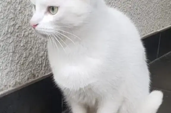 Пропала белая кошка на ул. Серафимовича, Томилино