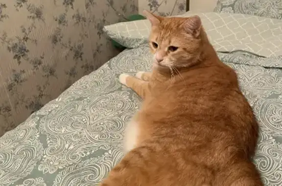 Кошки потеряшки, Санкт-Петербург, фото: Потеряшка рыжий кот Перцы возле усадьбы Орловых-Денисовых, вознаграждение