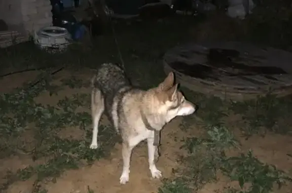 Собака 34Н-35 найдена в Чернопенском сельском поселении