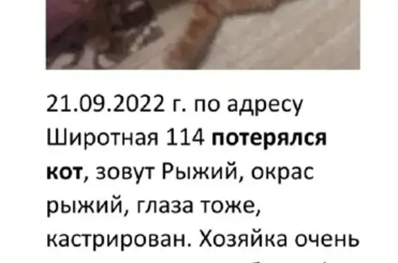 Пропал кот на Широтной 114 в Тюмени