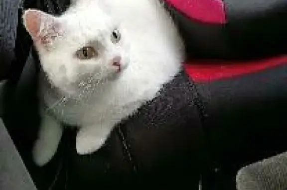 Кошки потеряшки, Новосибирск, фото: Потеряшка кошка Белка на ул. Петухова, 95/4, Новосибирск