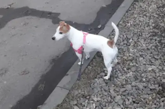 Пропала собака Джек Рассел терьер в Краснодарском крае