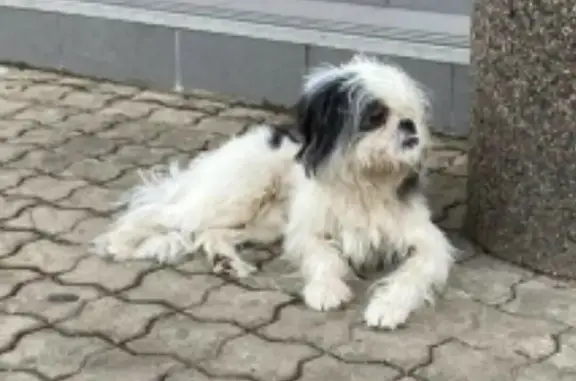 Найдена собака Мальчик на пр. Боголюбова, 27 в Дубне