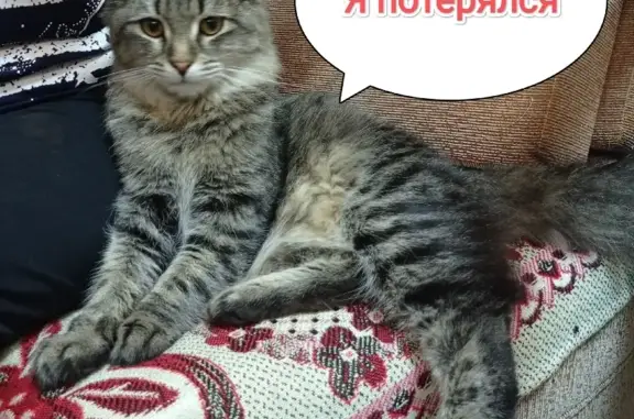 Найдена домашняя кошка на Республиканской/Полтавской в Н. Новгороде