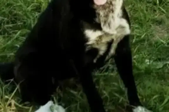 Пропала собака Берта в лесу недалеко от Сылвы