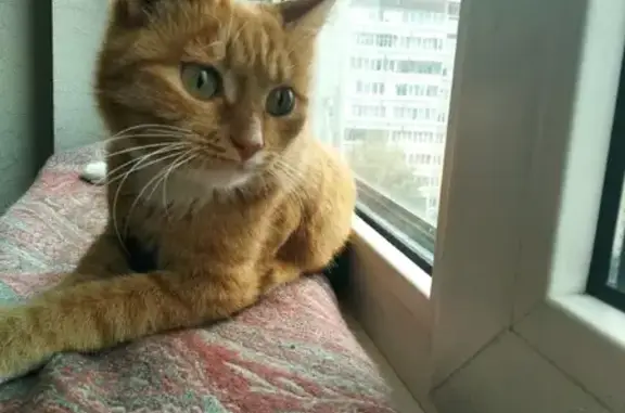 Найден рыжий котенок на Таганской, Екатеринбург