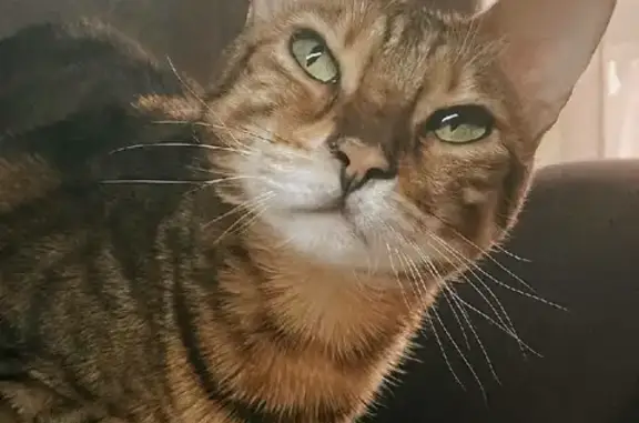 Кошки потеряшки, Москва, фото: Потеряшка кошка Рифма, ул. Кунцевская 17, Москва