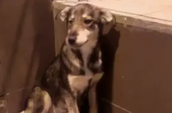 Найдена молодая собака на Крымской улице