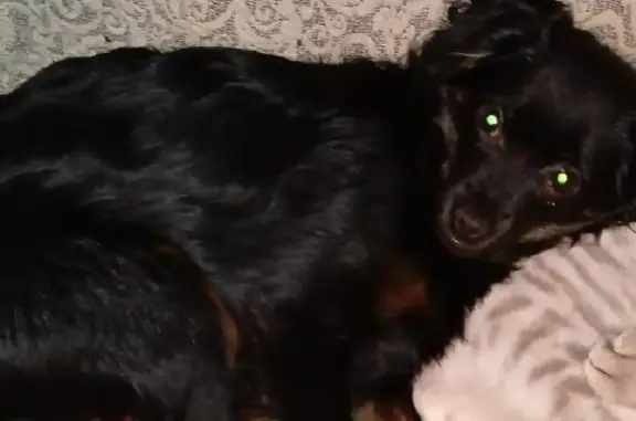 Пропала собака Кузя в Тобольске