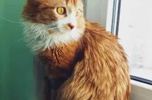 Объявления о пропавших и найденных животных, Киров, фото: Пропала кошка на Торфяной, 11 к1, Киров