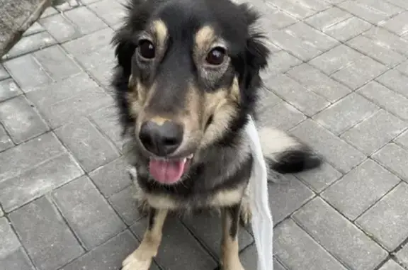 Найдена собака на улице Шувалова, Мурино
