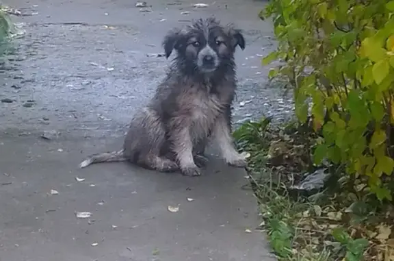 Собака на участках в Пушкино, Тульская область