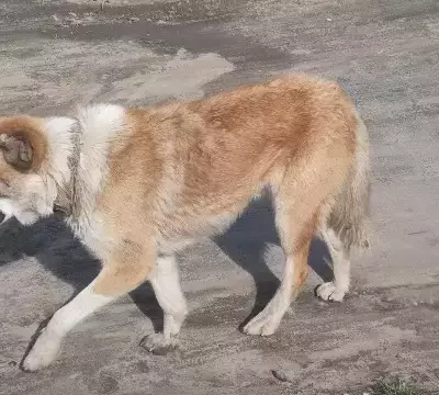 Найдена собака на улице Азина, 110