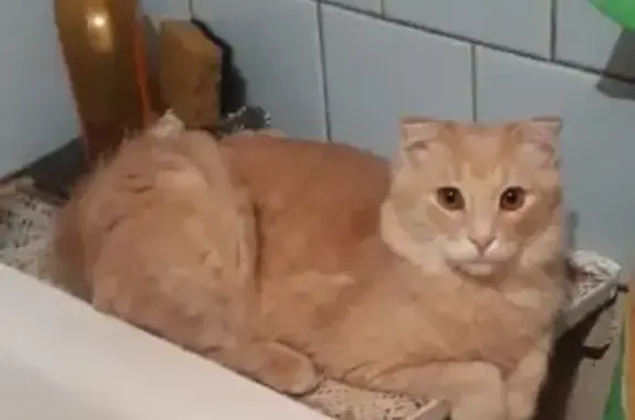 Кошки потеряшки, Набережные Челны, фото: Потеряшка кошка на Цветочном бульваре, 17В