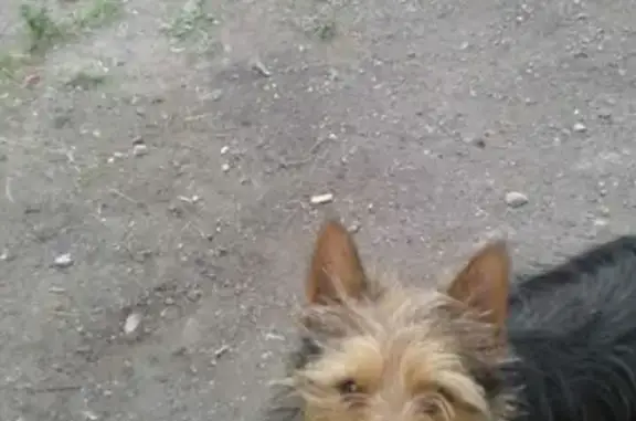 Пропала собака на улице Кирова, 53, Серов.