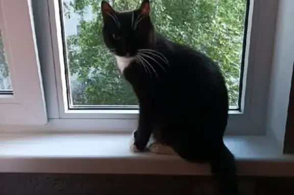 Кошки потеряшки, Санкт-Петербург, фото: Потеряшка кошка Буся, Шелгунова 24 литМ, СПб