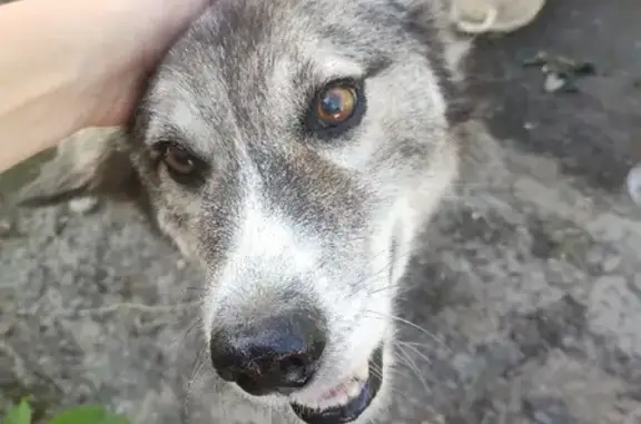 Пропала собака Дружок на Среднем переулке, Новосибирск
