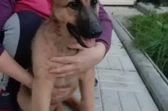 Найдена собака на ул. Богдана Хмельницкого, Чебоксары
