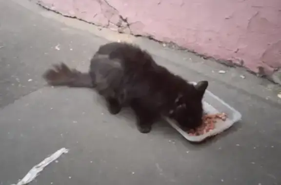 Найдена кошка на ул. Щербакова в Мытищах