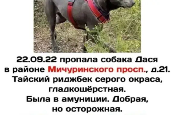 Пропала собака в Москве, район Раменки, Мичуринский проспект 21к1