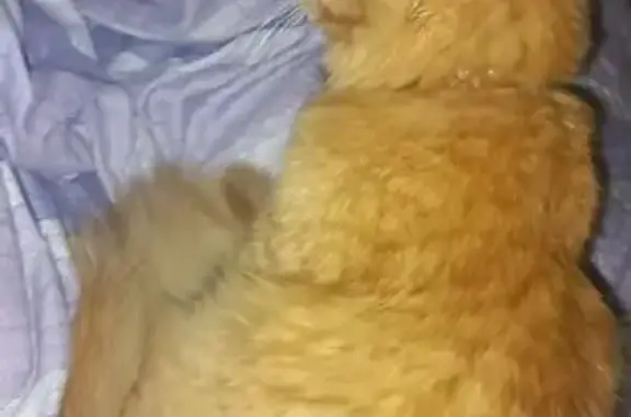 Потерянные животные Малышева, фото: Пропала кошка Лёва в Малышеве, Асбест