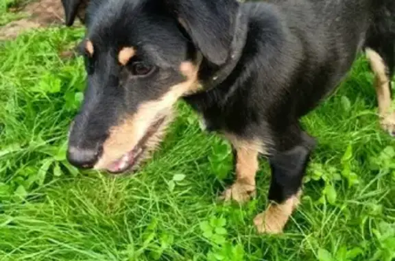 Собака найдена в лесу с ошейником в Вышневолоцком округе