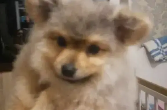 Собаки потеряшки, Москва, фото: Потеряшка мини шпиц на Дубнинской, 34