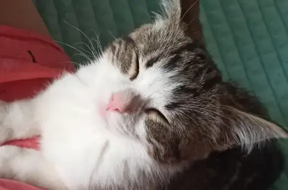 Кошки потеряшки, Санкт-Петербург, фото: Потеряшка кошка в районе аэропорта, СПб