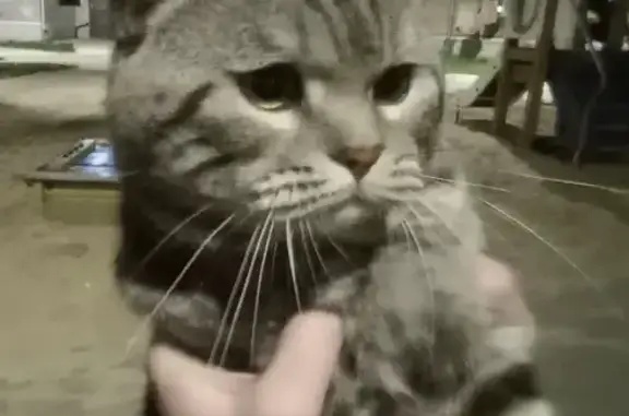 Найдена кошка на Социалистической ул. в Казани