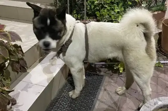 Найдена собака на ул. Володарского, 43 в Краснодаре
