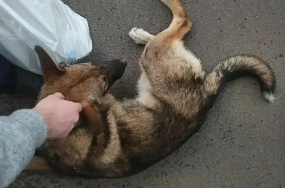 Найден маленький пес на остановке М. Чуйкова, Казань