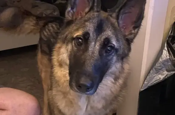 Потерянные животные Томск, фото: Пропала собака Фафнир на улице Усова, Томск