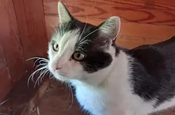 Кошки потеряшки, Санкт-Петербург, фото: Потеряшка кошка Малыш на Приозерской улице