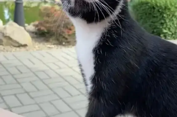 Кошки потеряшки, Москва, фото: Потеряшка беременная кошка на Мостовой улице, 2-я Моква