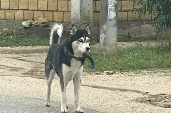 Найдена собака на углу Артема Бойко и 2 Альпийского переулка