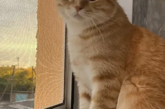Кошки потеряшки, Совхозный, фото: Потеряшка кот Тиша, ул. А.Кладя, д.5, Совхозный.