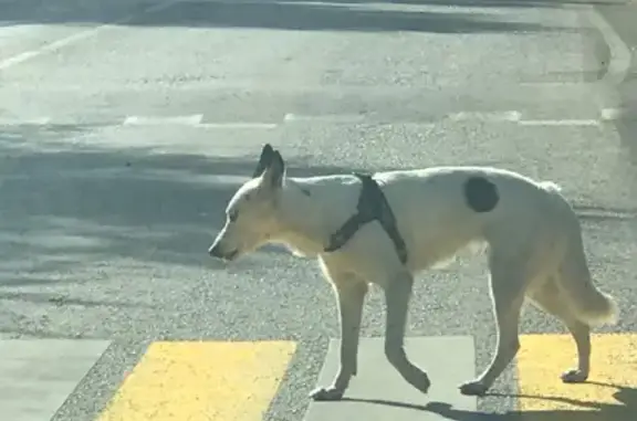 Собаки потеряшки, Новокузнецк, фото: Потеряшка собака Лайка на улице Сеченова, видимо повредила лапу.