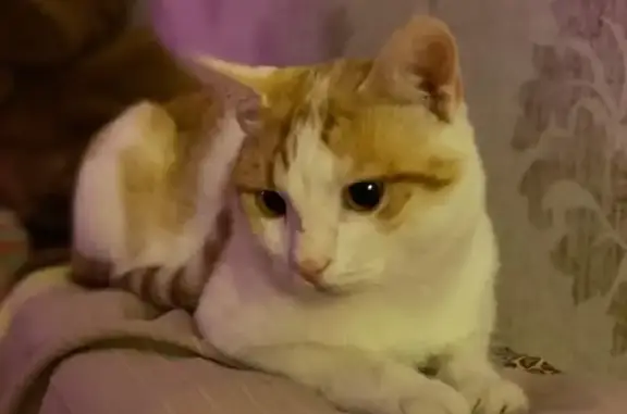 Кошки потеряшки, Москва, фото: Потеряшка кошка на Измайловской площади, адрес 9 к1.