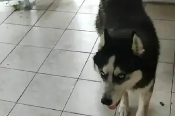 Найденные животные Москва, фото: Найден хаски в Троицке, д. 51