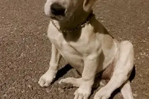 Найдена собака на улице дачной, Пятигорск