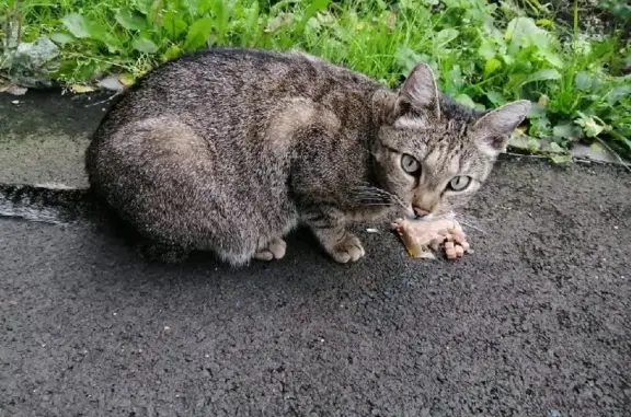 Найдена кошка на Ленинградском 43 в Кемерово