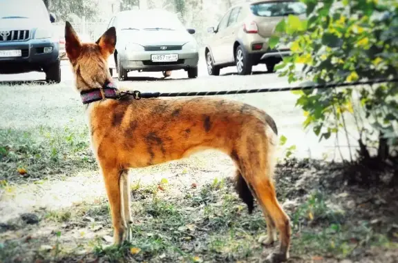 Пропала собака Белка на Полянской, 17, Кострома
