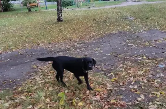 Собака Лабрадор на улице Мечникова, 65 в Муроме