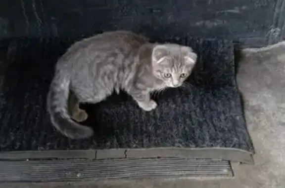 Найден породистый котенок на Пушкарской, Воронеж