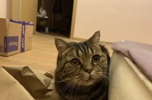 Кошки потеряшки, Казань, фото: Потеряшка кошка Шотландская порода по адресу ул. Сафиуллина, 17 в Казани